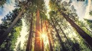 Une richesse unique dans l’écorce des pins des Landes ?